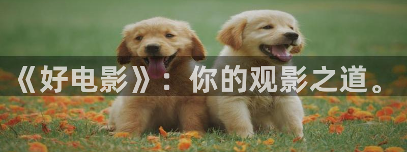 极速影院在线下载：《好电影》：你的观影之道。